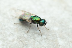 Microchrysa polita