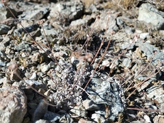 Eriogonum caespitosum