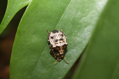 Antiteuchus