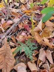 Sceptridium dissectum dissectum