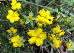 Hibbertia devitata
