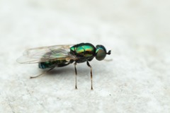 Microchrysa polita