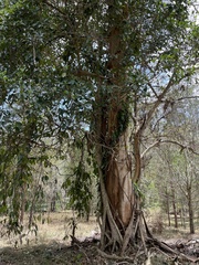 Ficus watkinsiana