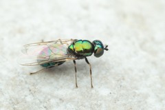 Microchrysa polita