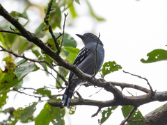 Thamnophilus amazonicus