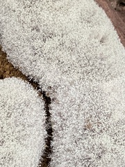 Phycomyces