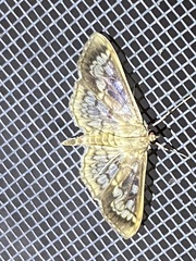 Herpetogramma thestealis