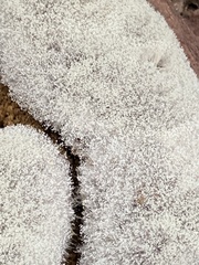 Phycomyces