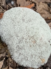 Phycomyces