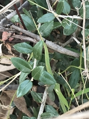 Olea europaea cuspidata