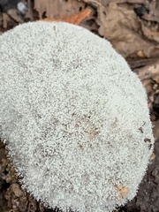 Phycomyces