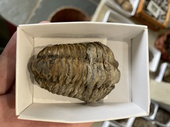 Trilobita