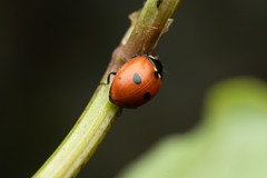 Coccinella quinquepunctata