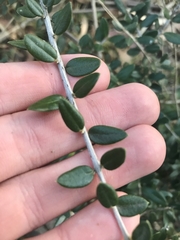 Olea europaea cuspidata