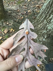 Druon quercusflocci