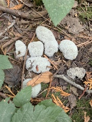 Phycomyces
