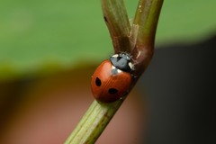 Coccinella quinquepunctata