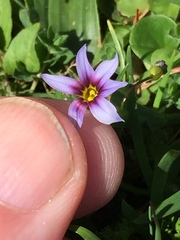 Sisyrinchium rosulatum