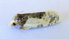 Henricus edwardsiana