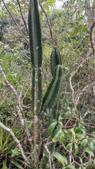 Cereus hildmannianus