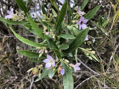 Billardiera cymosa