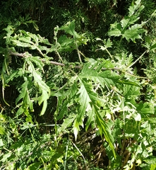 Urtica cannabina