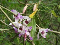 Dendrobium nobile