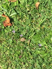 Sisyrinchium rosulatum