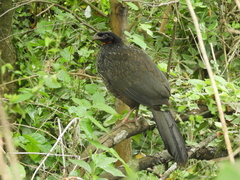 Penelope obscura