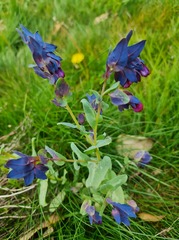 Cerinthe major