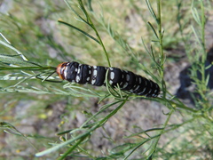 Xanthopastis moctezuma