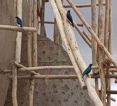 Lamprotornis chalybaeus