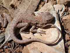 Ctenophorus modestus