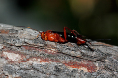 Lissopimpla excelsa