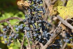 Vitis riparia