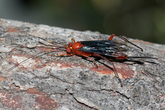 Lissopimpla excelsa