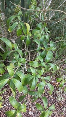 Tabernaemontana catharinensis