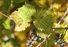 Vitis riparia