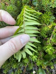 Polystichum munitum