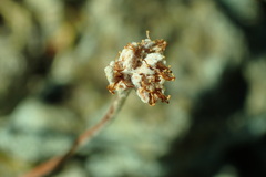 Eriogonum caespitosum