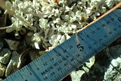 Eriogonum caespitosum