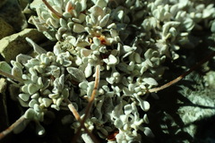 Eriogonum caespitosum