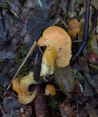 Cantharellus enelensis