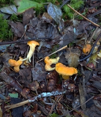 Cantharellus enelensis