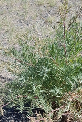 Artemisia dracunculus glauca