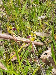 Caladenia