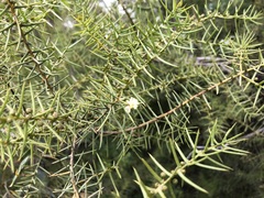 Acacia rupicola