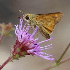 Hesperia meskei