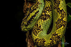 Craspedocephalus malabaricus