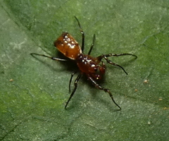 Micrathena picta